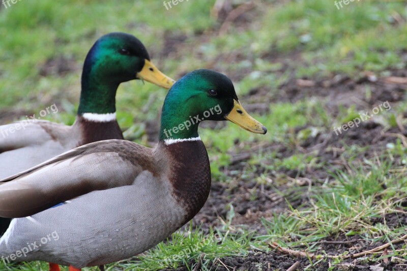 Mallards Drake Mallard Duck Bird