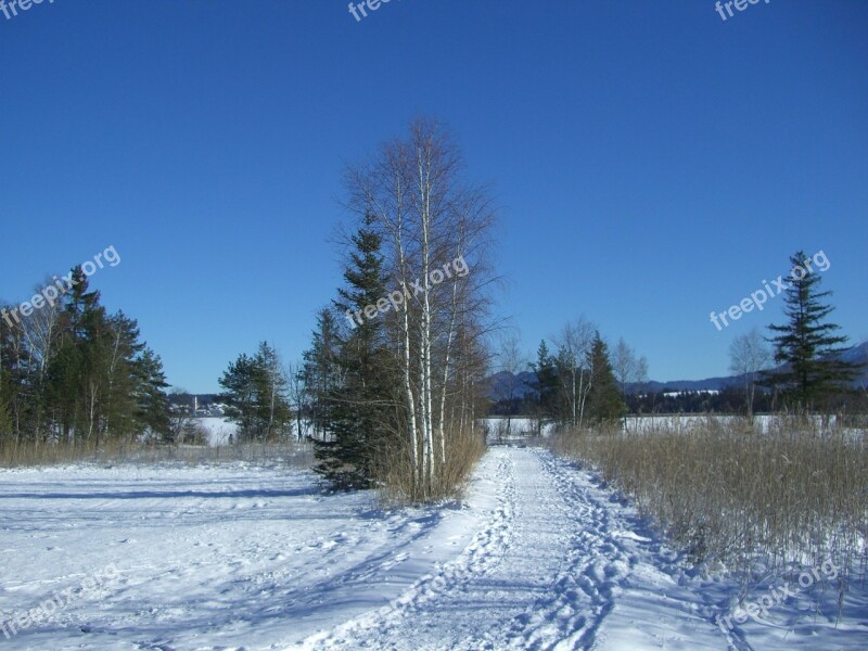 Winter Snow Footprints Away Birch