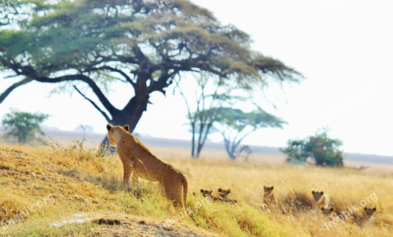 Lion Pride Cat Animal Cute