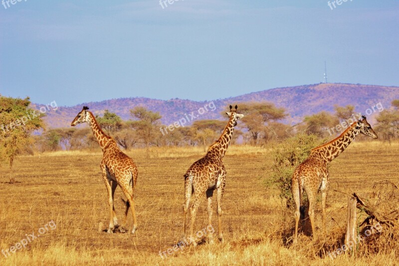 Giraffe Nature Safari Africa Serengeti