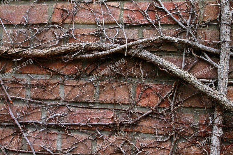 Wall Tree Roots Entwine Facade Free Photos