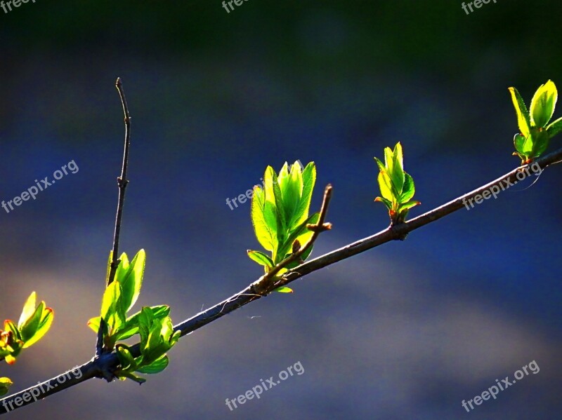 Flora Nature Leaves Summer Spring