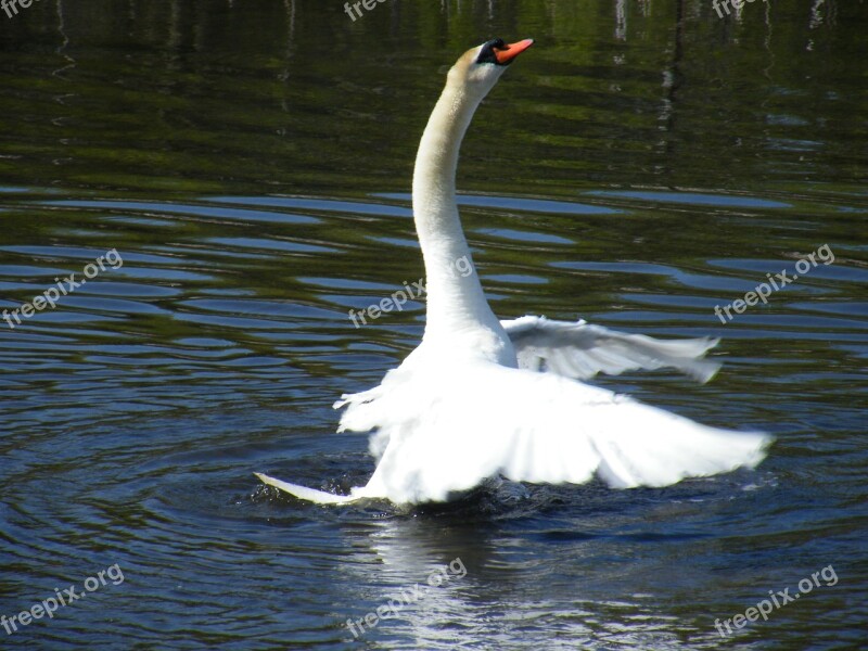 Swan Wild Wildlife Outdoor Outdoors