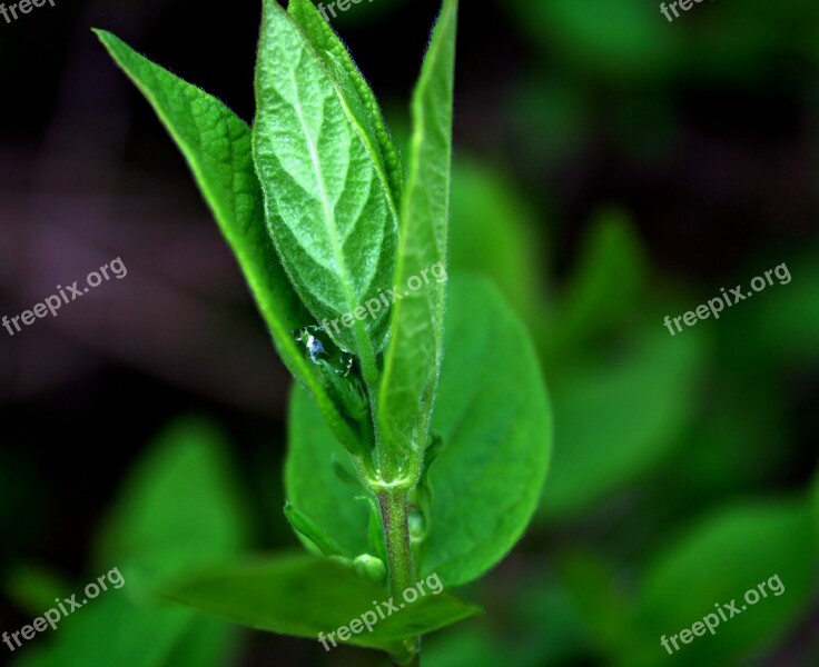 Plant Leaf Leaves Drops Rain