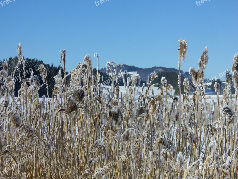 Winter Alpine Panorama Lake Reed Ripe