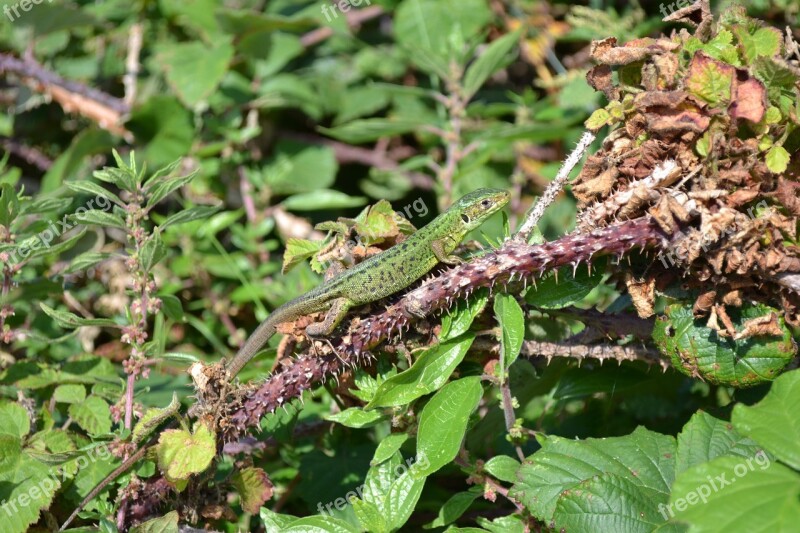 Green Lizard Lacerta Bilineata And Viridis Jersey Lizard Channel Islands Close-up