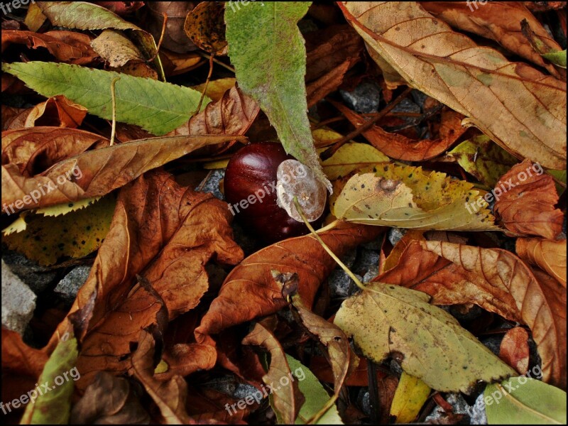 Chestnut Plant Autumn Leaves Dry Leaves