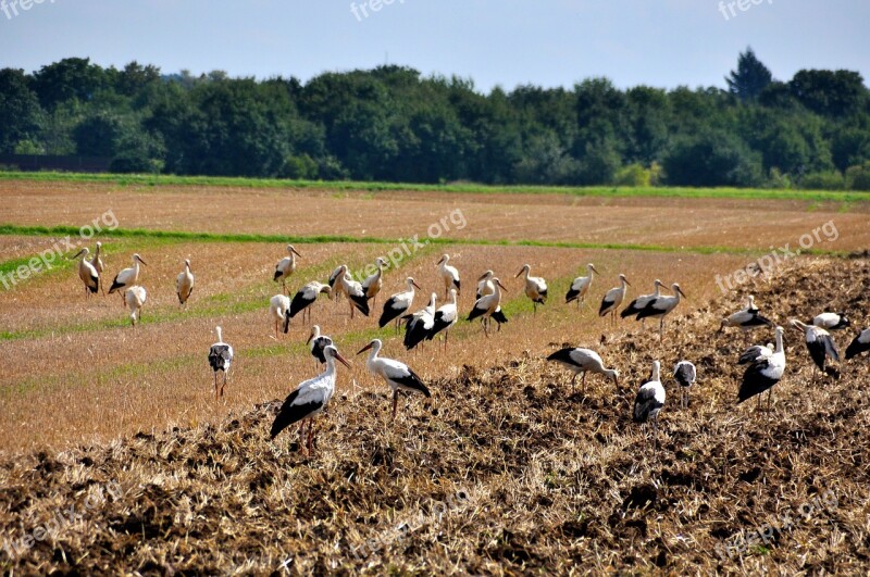 Storks Meeting Field Migratory Birds Free Photos