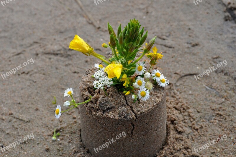 Sand Flowers Beach Bouquet Free Photos