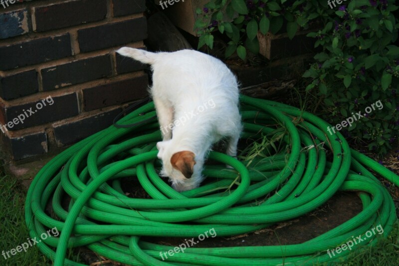 White Dog Dog White Parson's Jack Russell Terrier