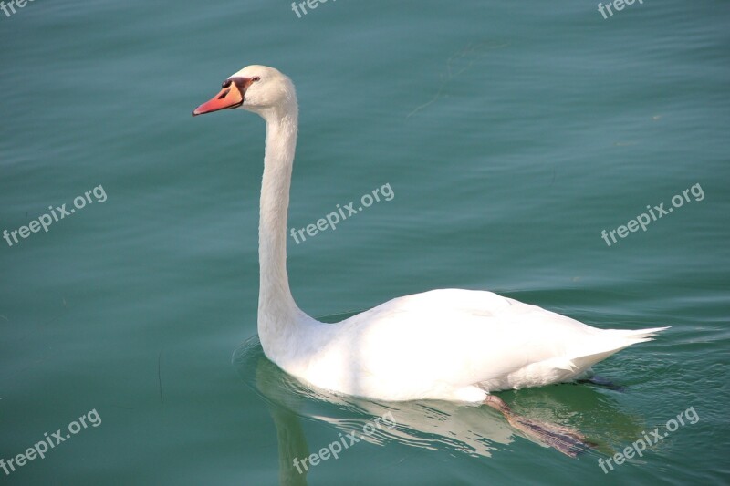 Swan Fauna Water Bird Free Photos