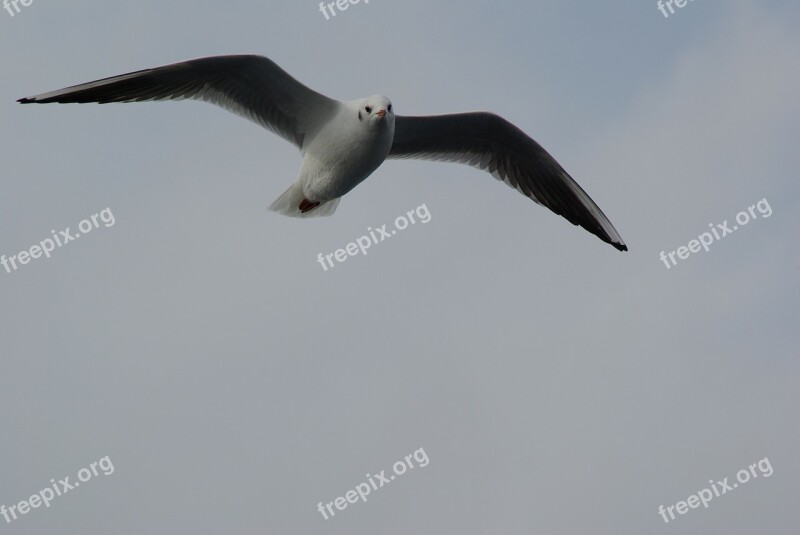 Seagull Flying Wing Water Bird Animal