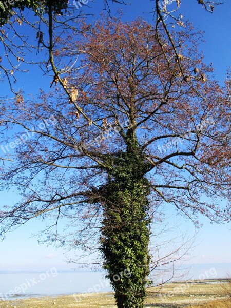 Efeuranke Ivy Tree Log Branches