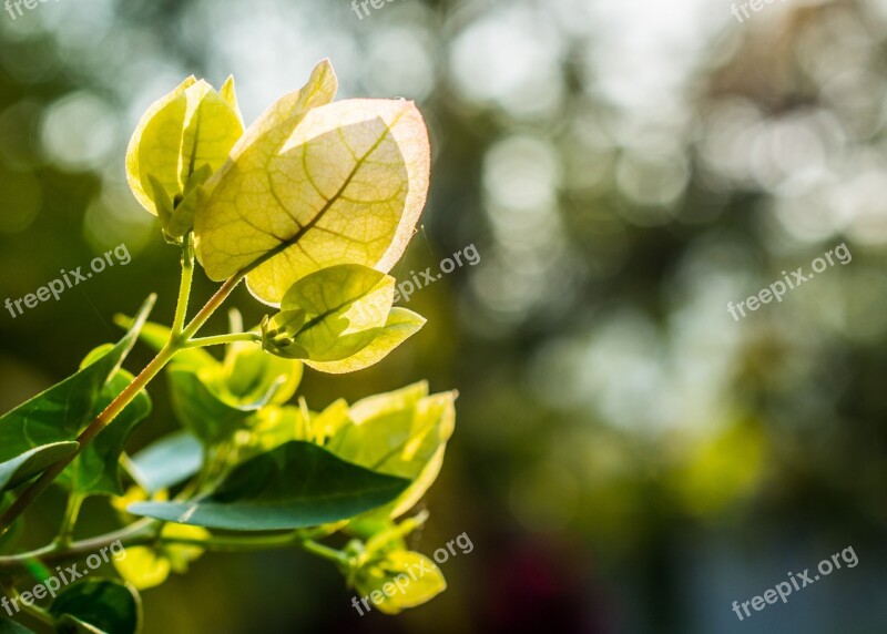 Flowers Shrub Bloom Blossom Bloom Flower