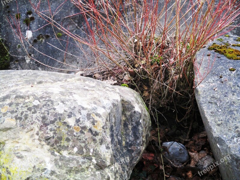 Lakeside Stones Shore Stones Bemoost Grazing Young