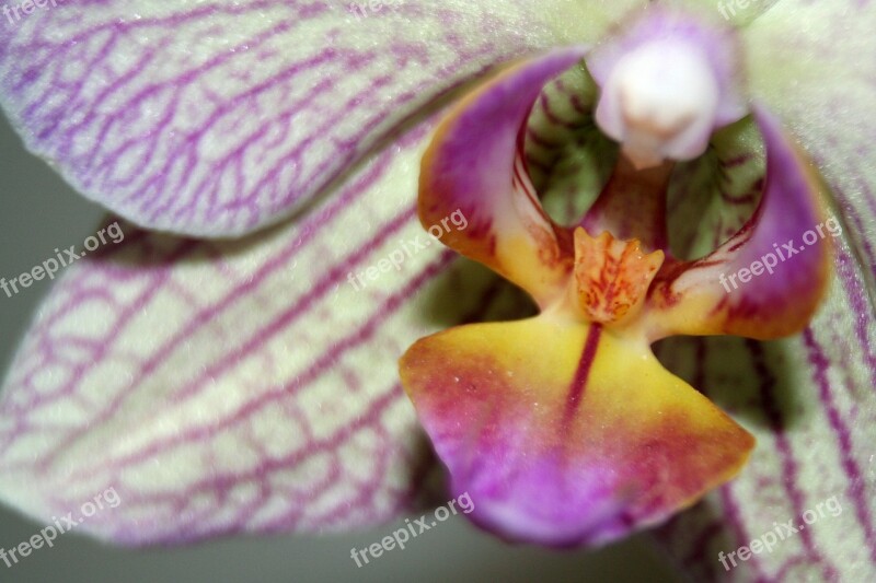 Orchid Flower White Violet Blossom Bloom