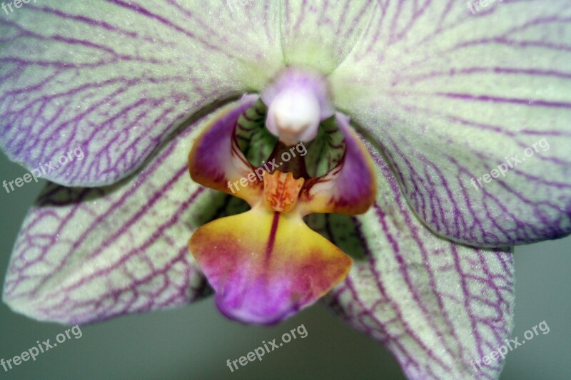 Orchid Flower White Violet Blossom Bloom