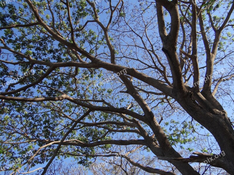 Rain Tree Tree Monkeypod Albizia Saman Sadhankeri