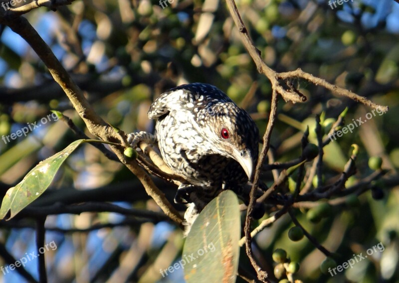 Asian Koel Eudynamys Scolopaceus Female Fig Tree Sadhankeri