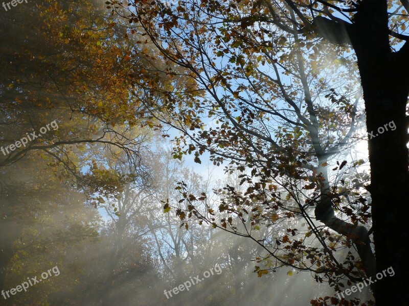 Foliage Branches Sun Sky Nature