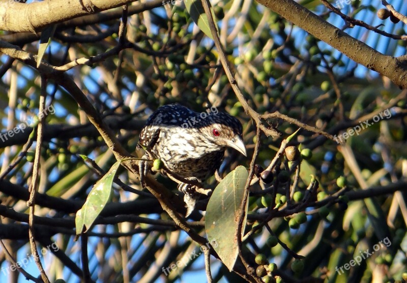 Asian Koel Eudynamys Scolopaceus Female Fig Tree Sadhankeri