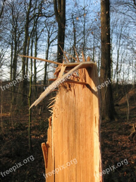 Tree Log Canceled Fragmented Butt