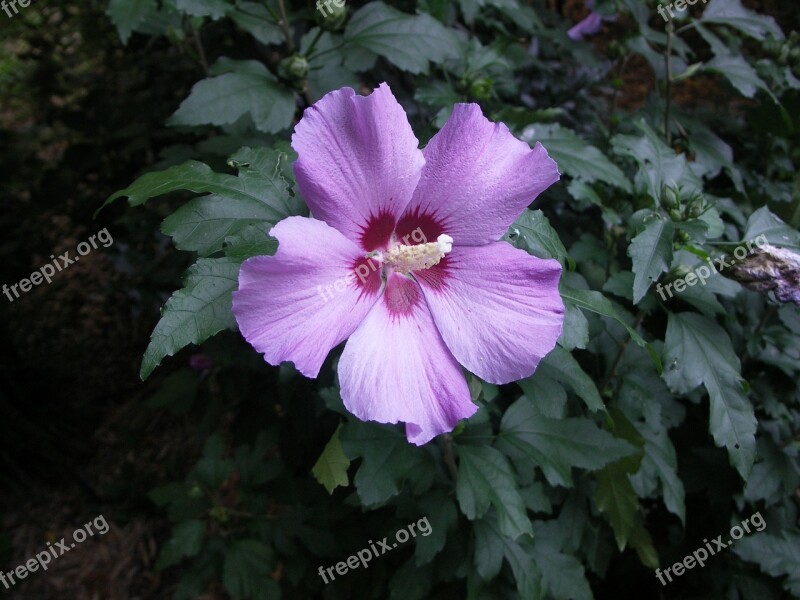 Flower Purple Pink Flower Flowers Nature