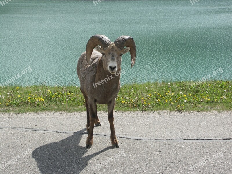 Aries Horn Mammal National Park Free Photos