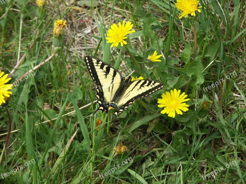 Butterfly Dovetail Butterflies Insect Free Photos