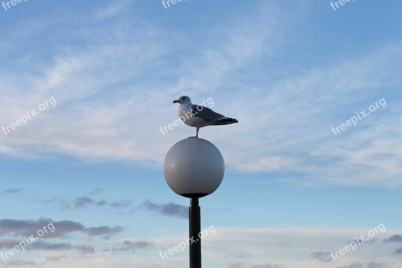 Seagull Sky Water Vacations Mood