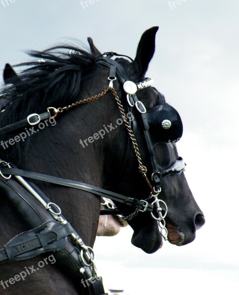 Horse Quine Standardbred Horse Head The Horse