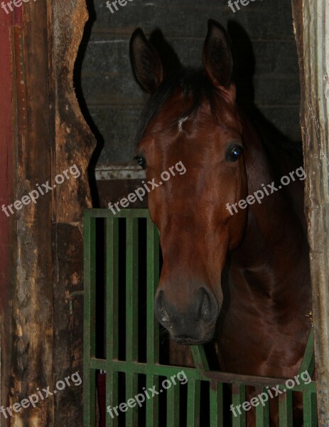 Horse Animal Barn Horse Head The Horse