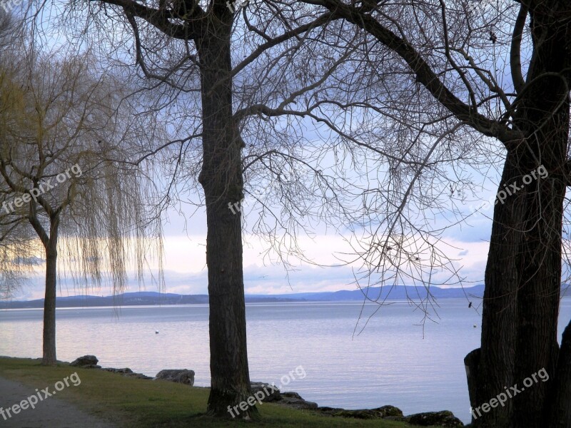 Lake Bank Trees Abendstimmung Color