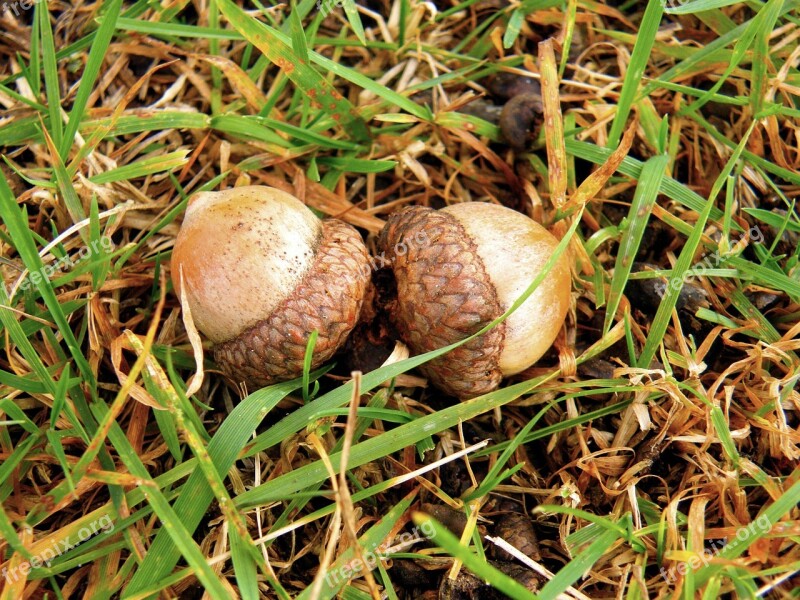 Acorn Nature Outdoors Nut Acorns