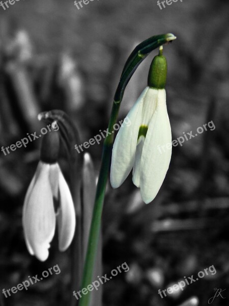 Snowdrop Spring Sun Beauty White