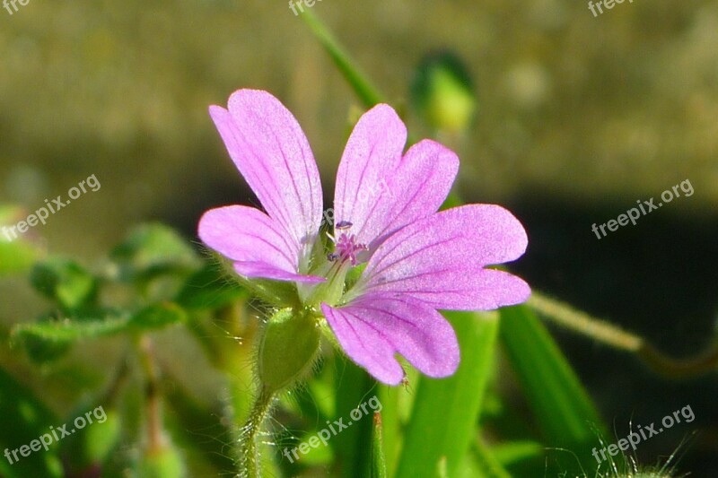 Mallow Flower Lilac Petals Nature