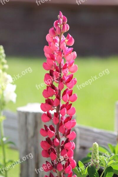 Lupine Lupinus Flower Lupines Plant