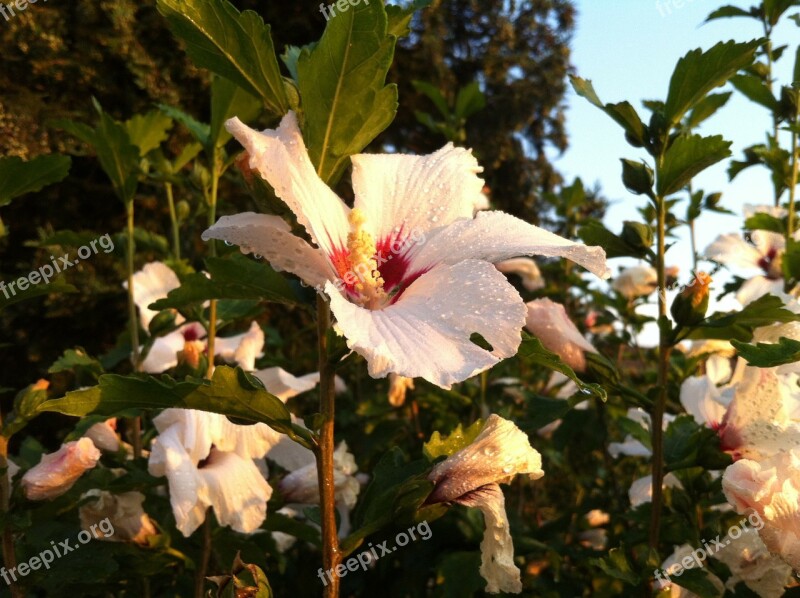 Hibiscus Mallow Blossom Bloom Free Photos