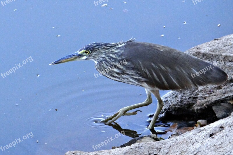 Pond Heron Stalking Paddy Bird Lake Dharwad