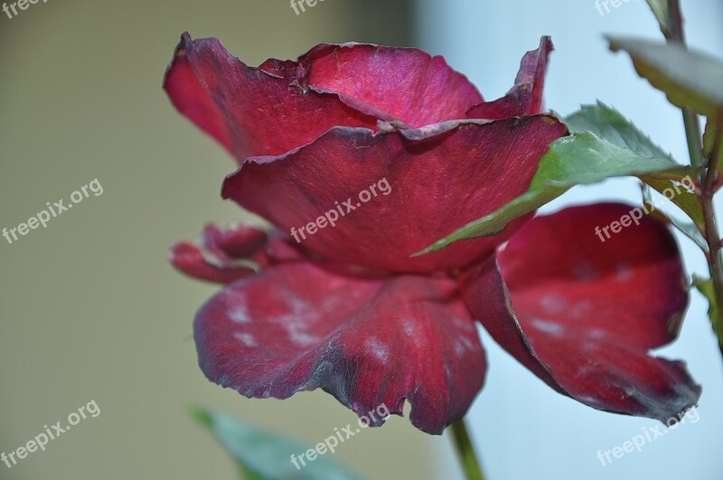 Roses Flower Nature Macro Red