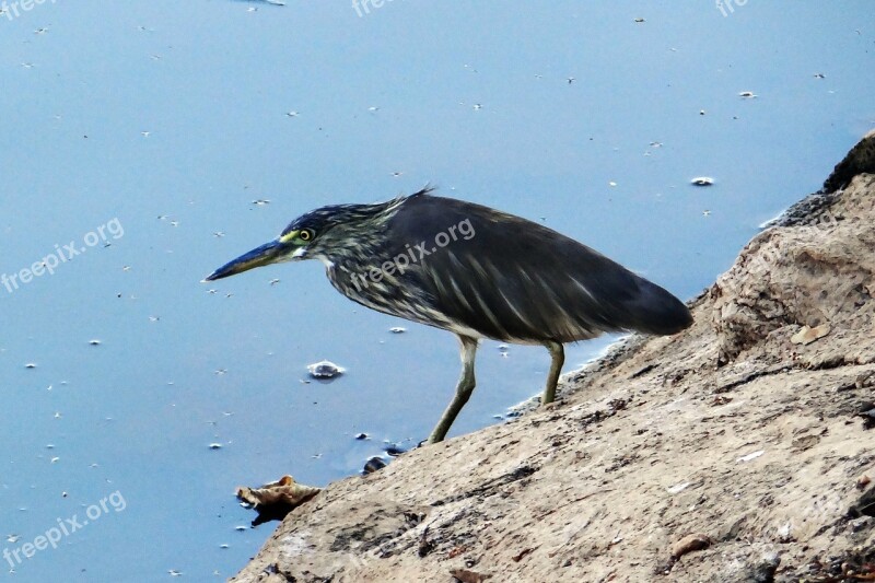 Pond Heron Stalking Paddy Bird Lake Dharwad