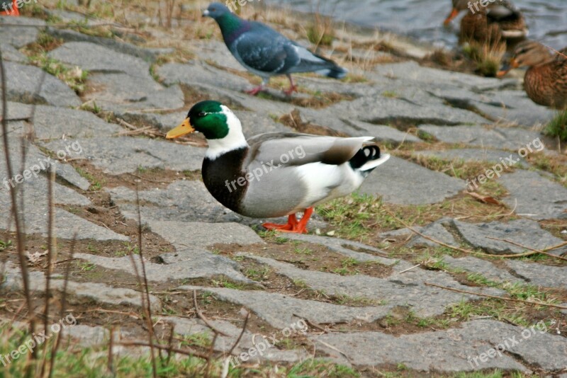 Duck Ducks White Wild Bird Poultry