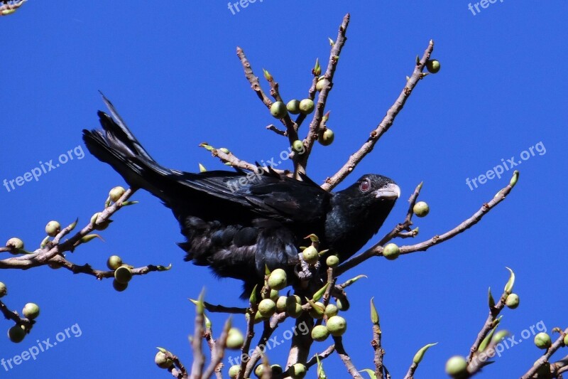 Asian Koel Eudynamys Scolopaceus Bird Male Cuckoo