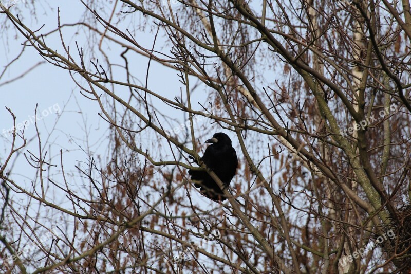 Corvidae Crow Birds Free Photos