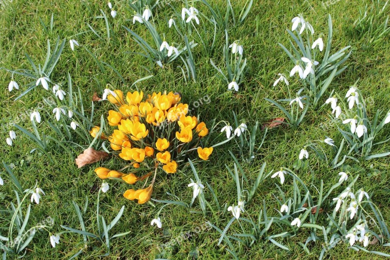 Crocus Snowdrop Flowers Spring Free Photos