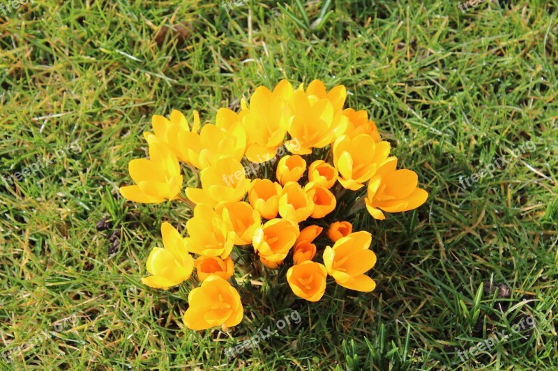 Crocus Yellow Flowers Spring Free Photos