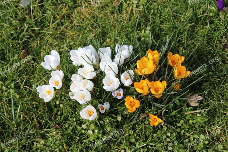 Crocus Flowers Spring Yellow White