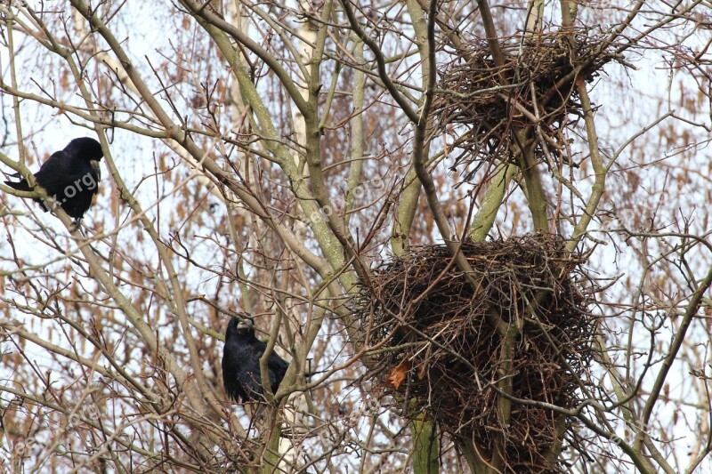 Bird Nests Crow Nests Crow's Nests Birds