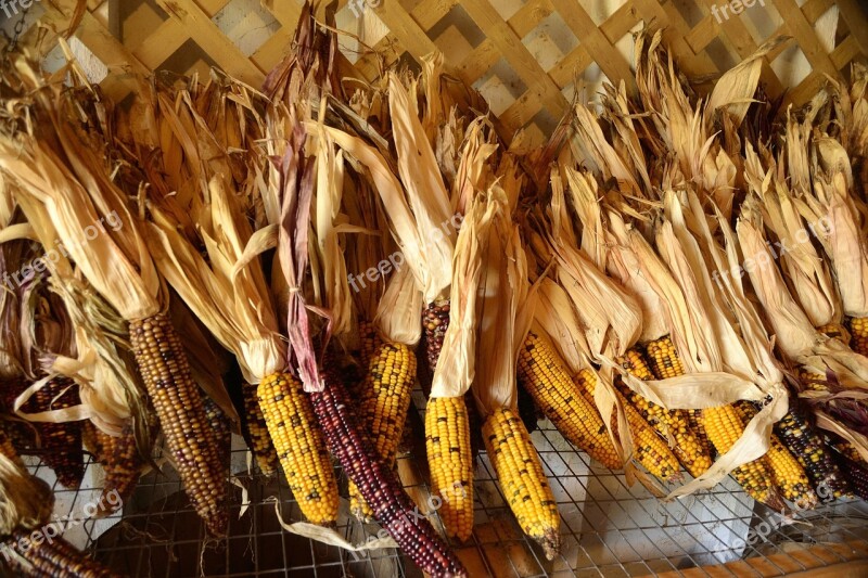 Autumn Fall Corn Indian Corn Harvest