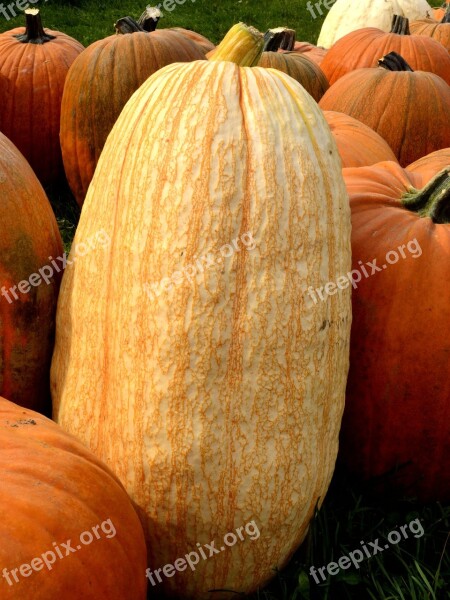 Pumpkin Squash Fall Autumn Harvest